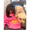 Personalised, embroidered dog/cat puppy/kitten blanket. Comes with paw print Design and your pet's name